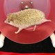 Illustration for article titled Hedgehogs Run A Marathon Every Night